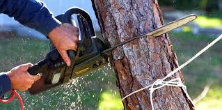Best Tree Disease Treatment  in Riverside, NY