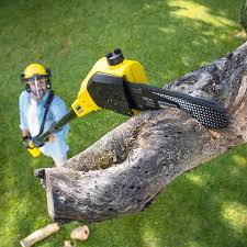 Reliable Riverside, NY Tree Care Solutions