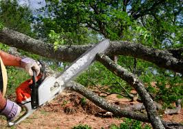 Best Tree Removal  in Riverside, NY