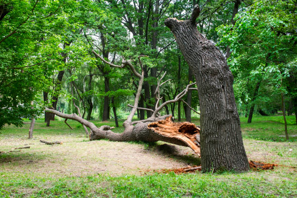 Trusted Riverside, NY Tree Care Experts