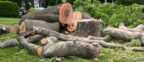 How Our Tree Care Process Works  in  Riverside, NY