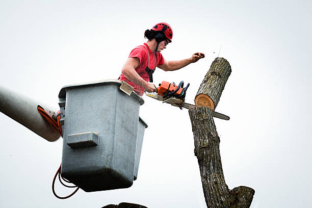 Best Arborist Consultation Services  in Riverside, NY